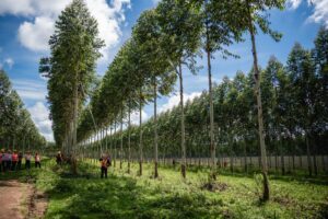 Producción de eucaliptos para la industrialización.