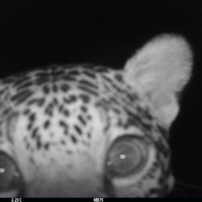 38 años de la Fundación Moisés Bertoni: conservar la naturaleza junto a las comunidades