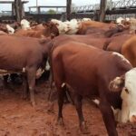 Refuerzan controles sanitarios en Ñeembucú tras detectarse casos de rabia bovina