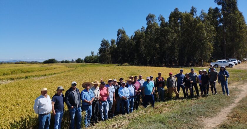 Proyecto regional impulsa un modelo de arroz sostenible con beneficios para productores e inversión