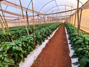 CAH impulsa la agricultura inteligente con crédito para pequeños productores