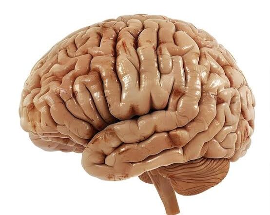 CEREBRO Y ASEO