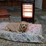 Salud pide proteger a las mascotas del frío y advierte sobre los riesgos para la salud pública