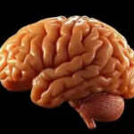 EL CEREBRO Y SUS  ESTÍMULOS