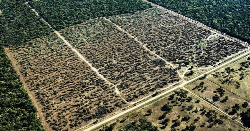 Soja recupera 54.775 hectáreas en el Chaco y vuelve a niveles de 2024