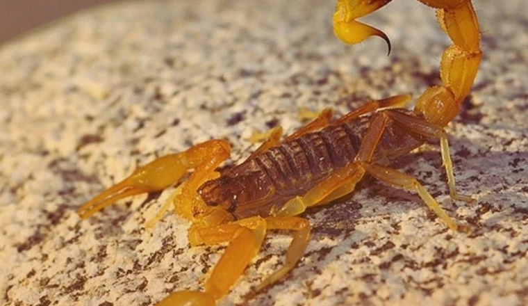 Casi 800 accidentes con alacranes ponen en alerta a Paraguay