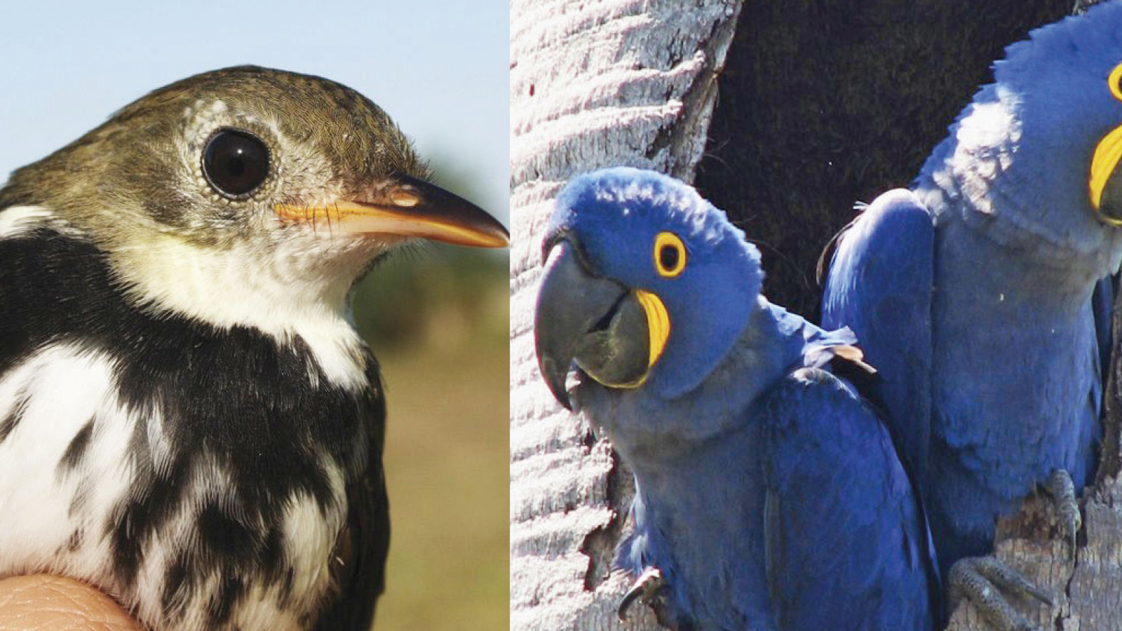 Paraguay un para so para el avistamiento de aves El Independiente