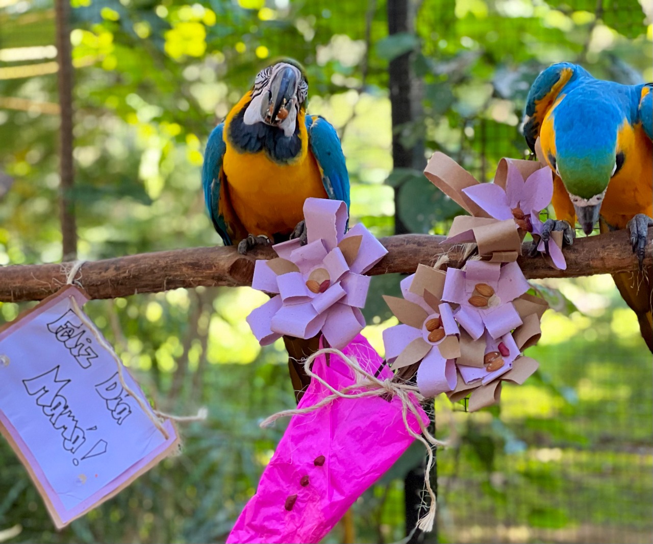 Animals from the ITAIPU Environmental Center savored a banquet for national celebrations