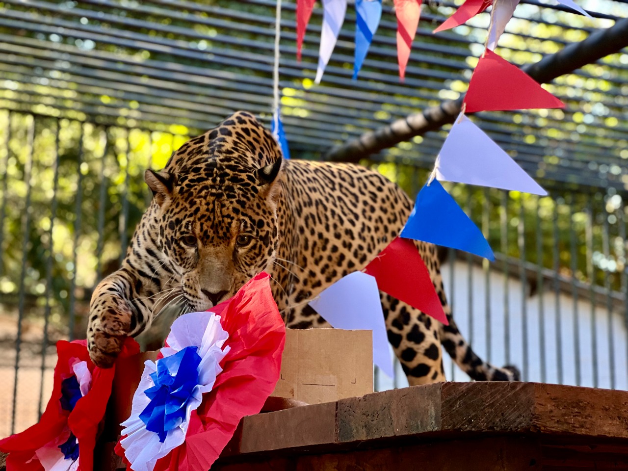 Animals from the ITAIPU Environmental Center savored a banquet for national celebrations