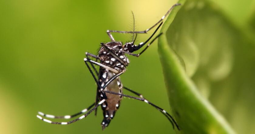 La Organización Panamericana de la Salud alerta sobre brotes de dengue en la región