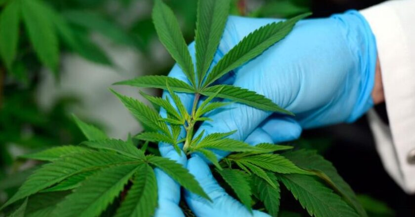 Congreso busca regular comercio de cannabis