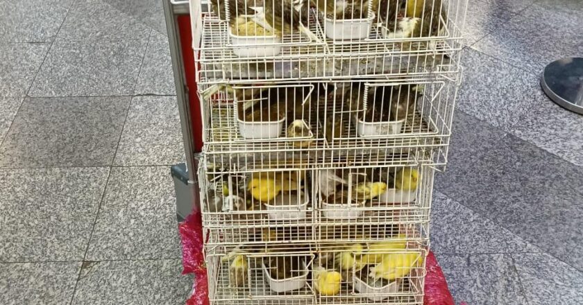 Intervienen carga de aves traídas desde Europa sin papeles