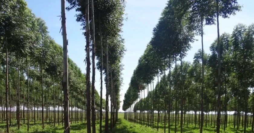 La industria forestal de Paraguay crece y apunta a convertirse en motor económico