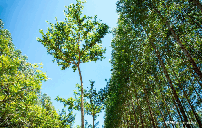 Sector forestal registra expansión récord en dos años