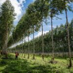 Paraguay logró récord de exportaciones de productos maderables en octubre 