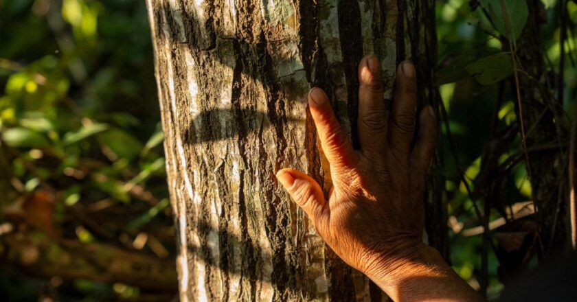 Mujeres que reforestan esperanza en el este del Paraguay