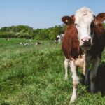 Paraguay incorpora nueva biotecnología para producir terneros del sexo deseado con una precisión superior al 90 %