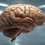El cerebro y concepciones