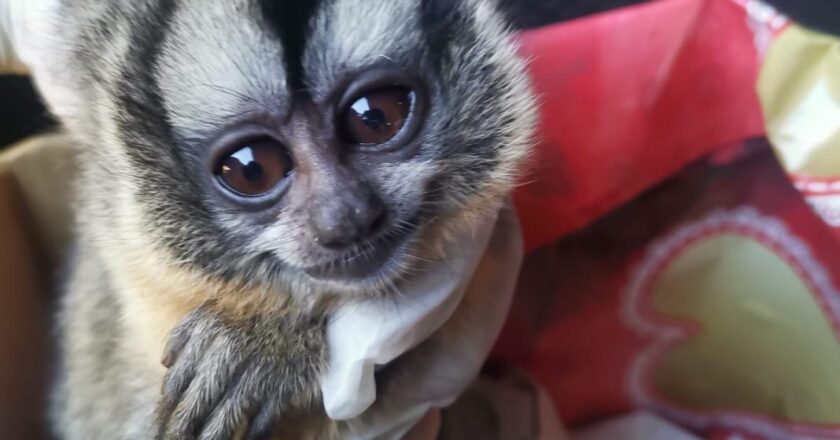 Detienen a dos personas por tráfico de animales en peligro de extinción