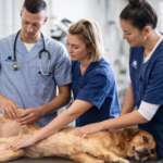 Habilitarán hospital público para mascotas