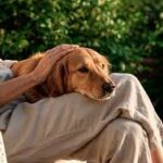 Salud mental y canes