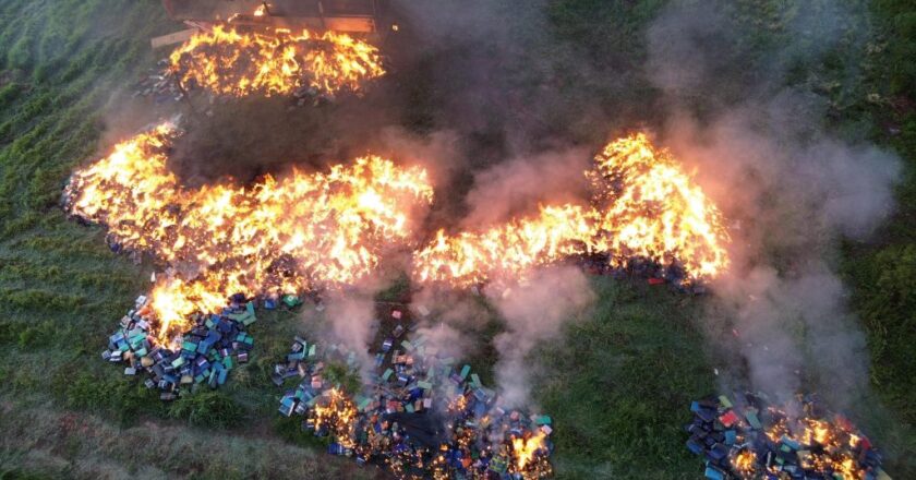 Operación Umbral avanza con la destrucción total de marihuana incautada en Canindeyú
