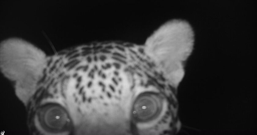 38 años de la Fundación Moisés Bertoni: conservar la naturaleza junto a las comunidades