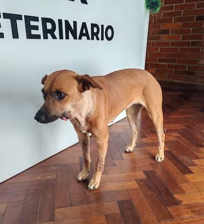 Veterinario confirma estudios para colocar prótesis mandibular a Canela