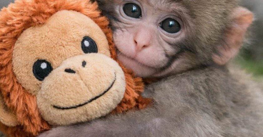 Punch, el mono que fue rechazado por su madre, conquista las redes
