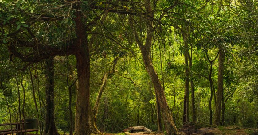 Paraguay conserva el 44,4% de su territorio forestal, según nuevo reporte nacional del INFONA