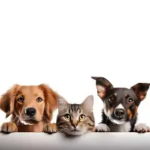 MASCOTAS, VIDA Y DURACIÓN