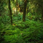 Paraguay alcanza un hito con el Inventario Forestal Nacional: una década estudiando sus bosques