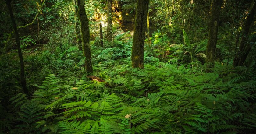 Paraguay alcanza un hito con el Inventario Forestal Nacional: una década estudiando sus bosques