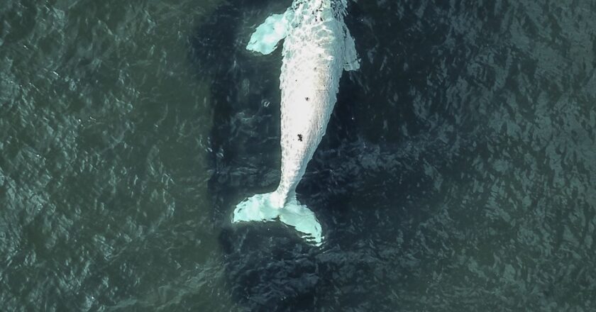 Puerto Madryn se prepara para la temporada de ballenas y espera a turistas paraguayos