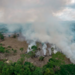 Crimen organizado amenaza la destrucción de la Amazonía, advierten