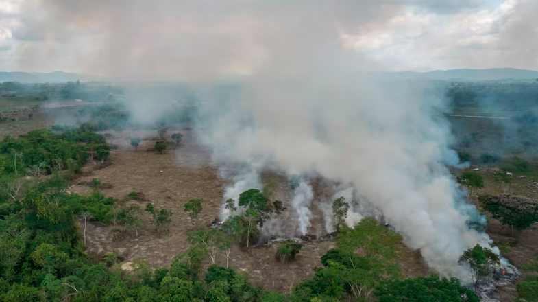 Crimen organizado amenaza la destrucción de la Amazonía, advierten