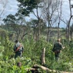Más de 500 toneladas de marihuana anuladas en operativo antidrogas