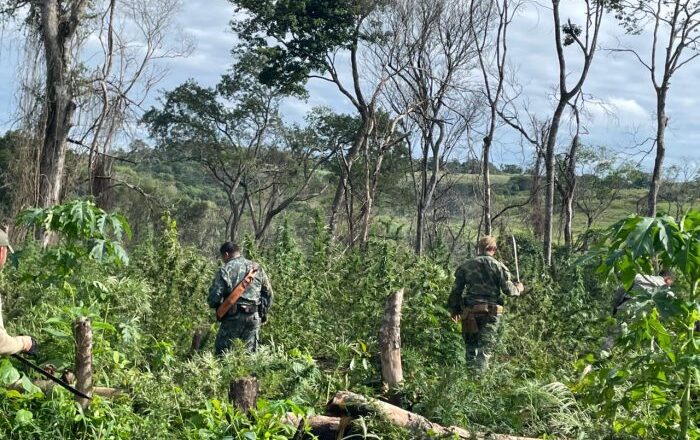 Más de 500 toneladas de marihuana anuladas en operativo antidrogas