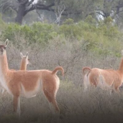 MADES reafirma rechazo a proyecto que propone cambios en la protección de Médanos del Chaco
