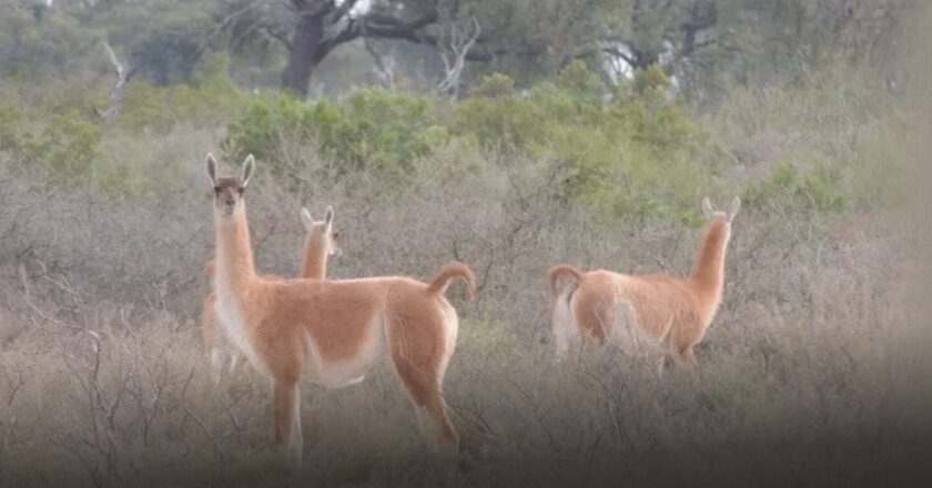 MADES reafirma rechazo a proyecto que propone cambios en la protección de Médanos del Chaco