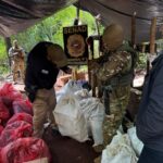 Incautan casi 8 toneladas de marihuana en Amambay
