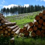 Sector forestal supera US$ 85 millones en exportaciones y gana peso en la economía paraguaya