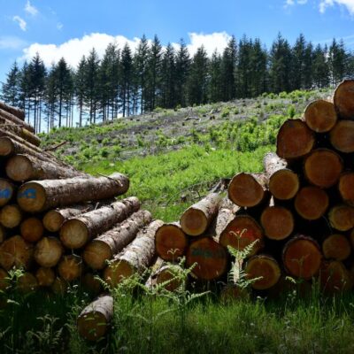 Sector forestal supera US$ 85 millones en exportaciones y gana peso en la economía paraguaya
