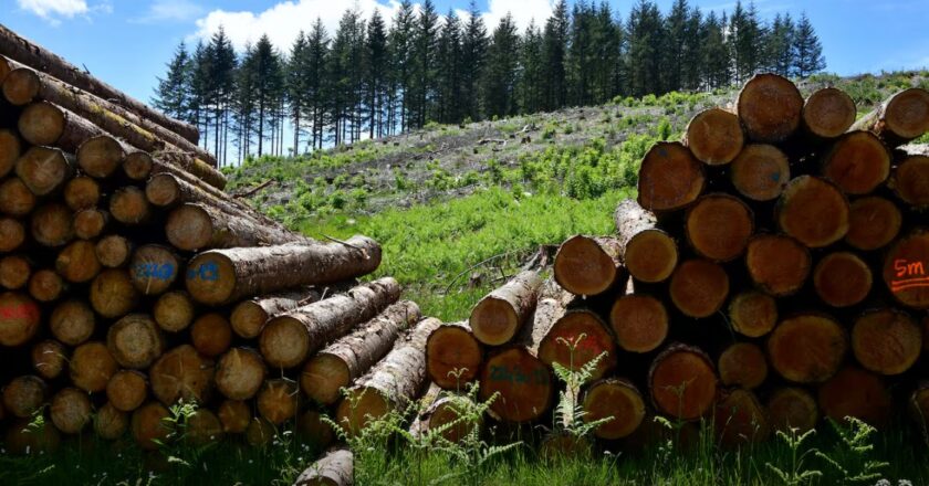 Sector forestal supera US$ 85 millones en exportaciones y gana peso en la economía paraguaya