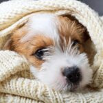 Salud recomienda proteger mascotas y animales de producción ante el frío extremo