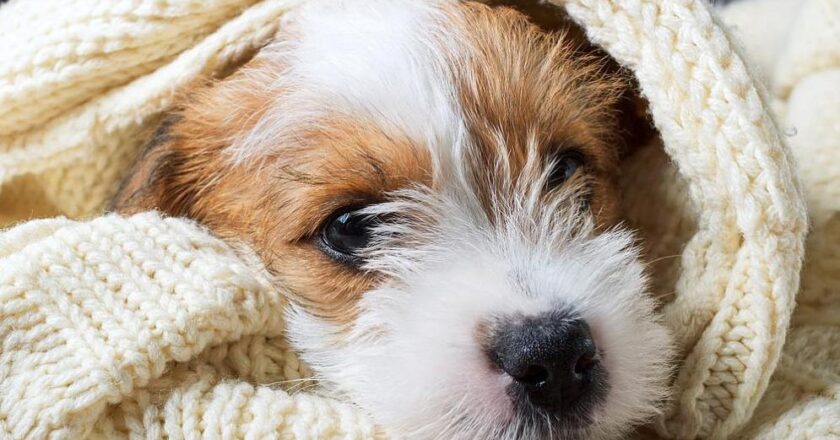 Salud recomienda proteger mascotas y animales de producción ante el frío extremo