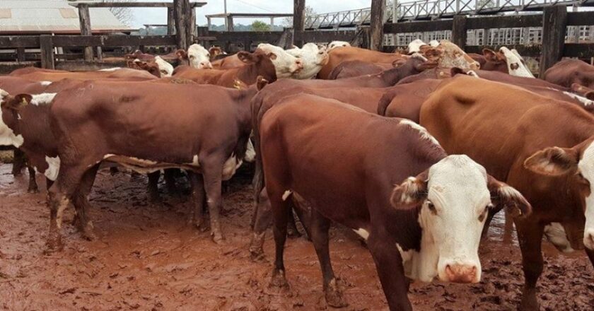 Refuerzan controles sanitarios en Ñeembucú tras detectarse casos de rabia bovina