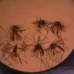 Chile declara alerta sanitaria por hantavirus en 13 regiones ante aumento de la letalidad