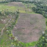 Senad destruye 45 hectáreas de marihuana y provoca pérdidas por US$ 20 millones al narcotráfico
