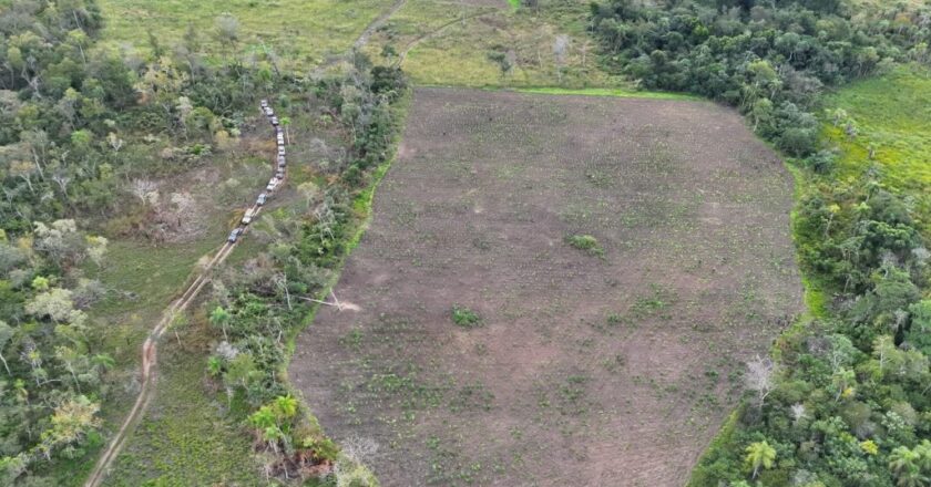 Senad destruye 45 hectáreas de marihuana y provoca pérdidas por US$ 20 millones al narcotráfico